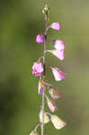 Showy milkwort